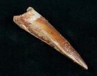 Spinosaurus Tooth #10488-1